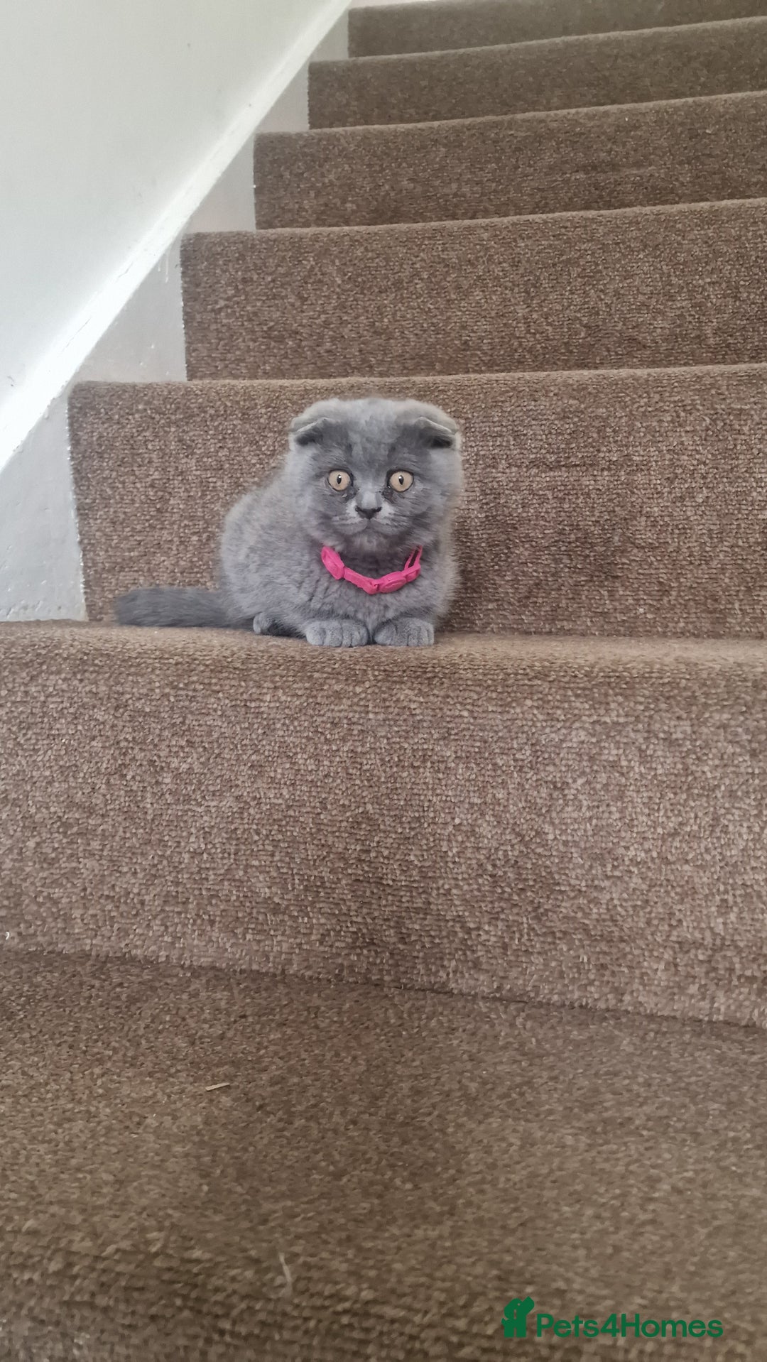 Scottish Fold cats for sale: Scottish & British Kittens for Sale - Image 8
