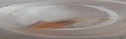 Axolotl reptiles for sale: Beautiful clutch of baby hypo Axolotls  - Advert 11