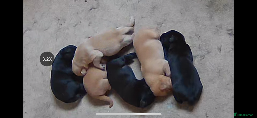 Labrador Retriever dogs for sale: One Beautiful Black Labrador Puppy Available - Image 12
