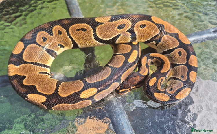 Python Snake reptiles in Milton Keynes - Advert 1