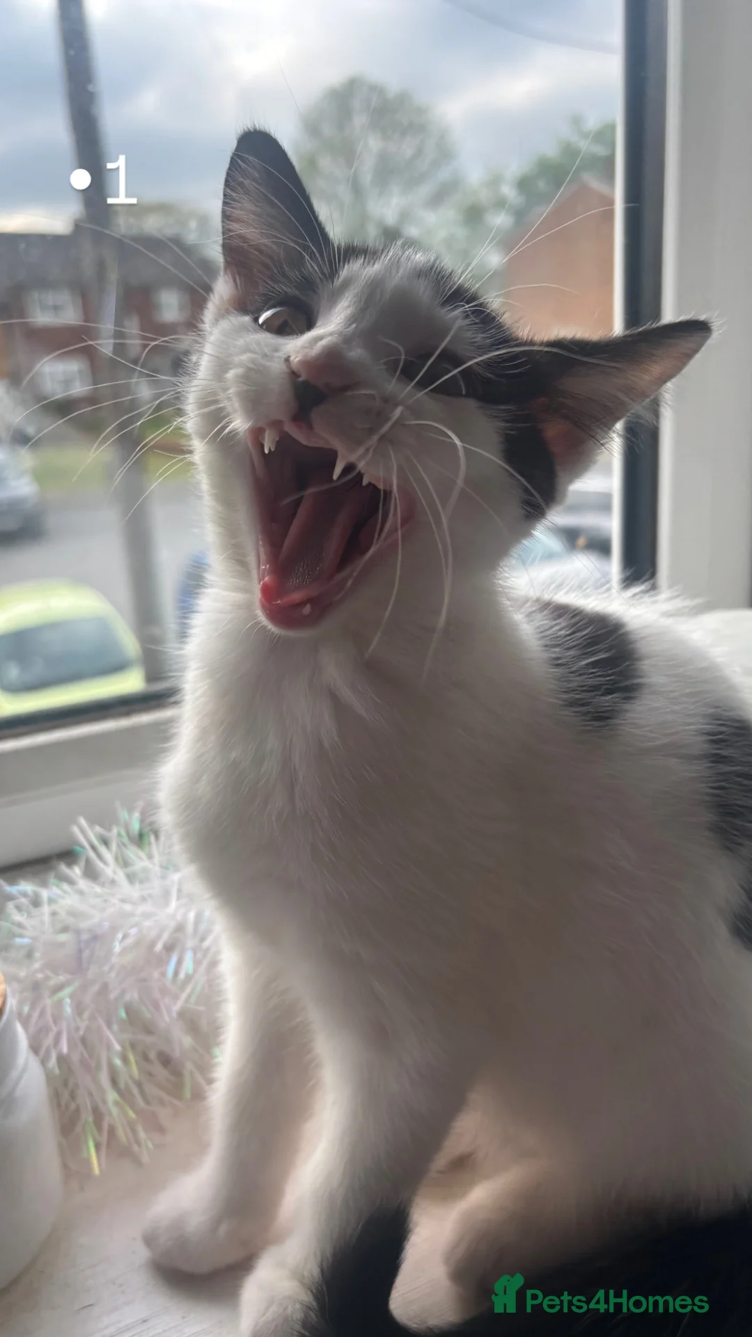 Mixed Breed cats for sale: 2 female kittens - Advert 2
