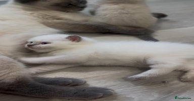 British Shorthair cats - Advert 3