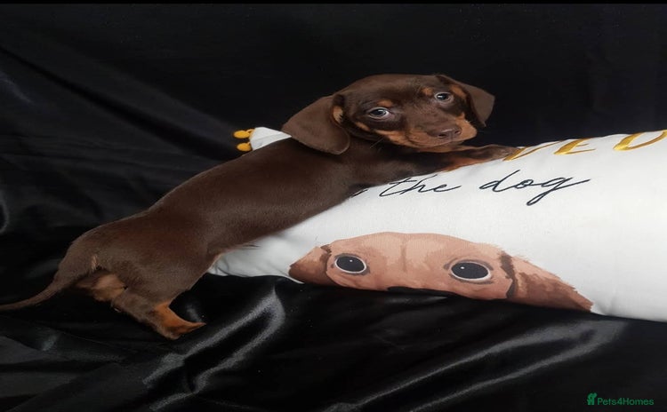 Dachshund dogs - Advert 6