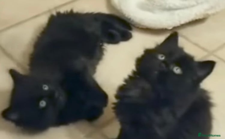 Mixed Breed cats - Advert 8