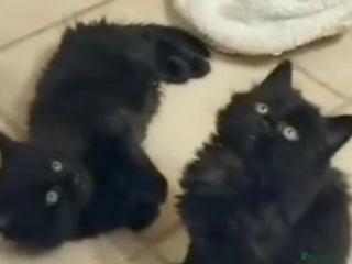 Mixed Breed cats - Advert 8