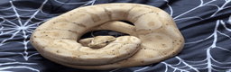 Snake reptiles for sale: Snakes For Rehome - Advert 2