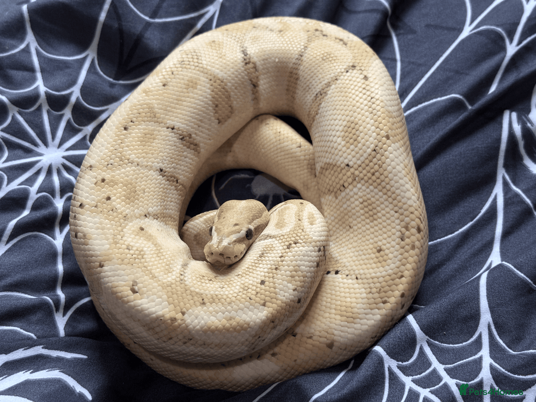 Snake reptiles for sale: Snakes For Rehome - Advert 2