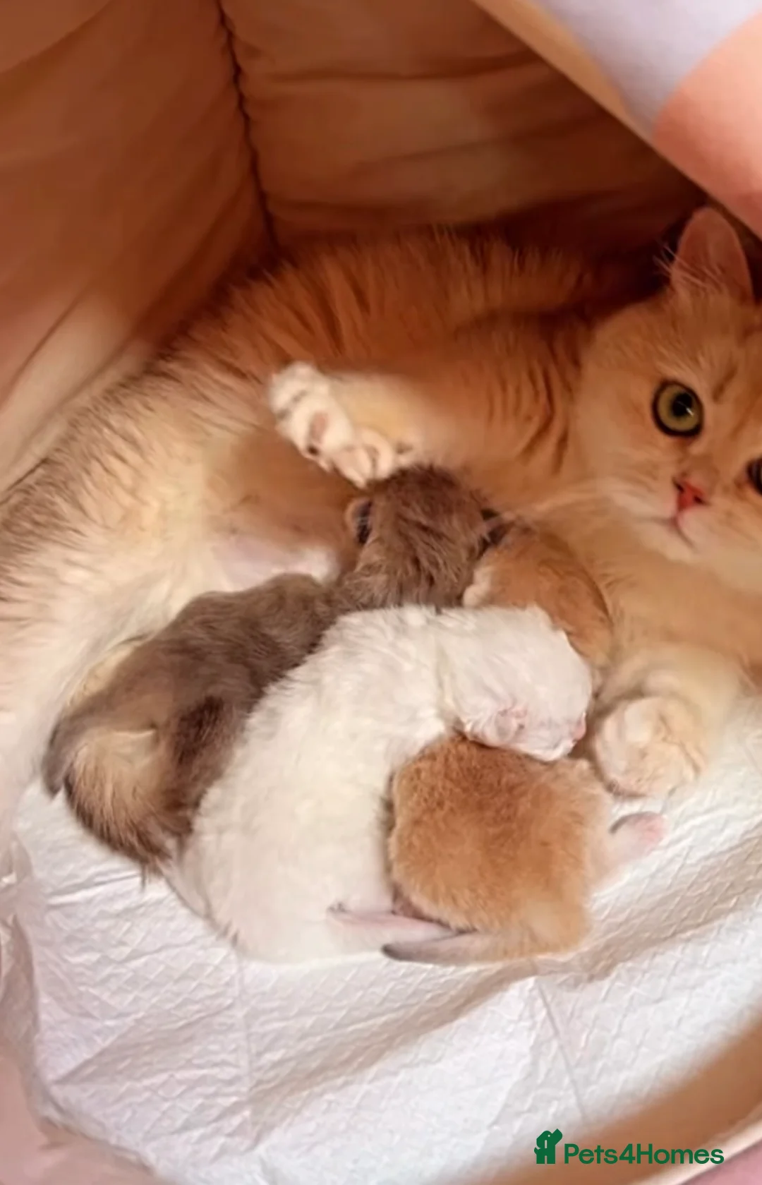 British Shorthair cats for sale: 🔥BRITISHSHORT HAIR KITTENS AND SCOTTISH FOLD 🔥 - Advert 2