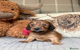 Miniature Dachshund dogs for sale: KC LONG HAIRED MINIATURE DACHSHUNDS🤍 - Image 4
