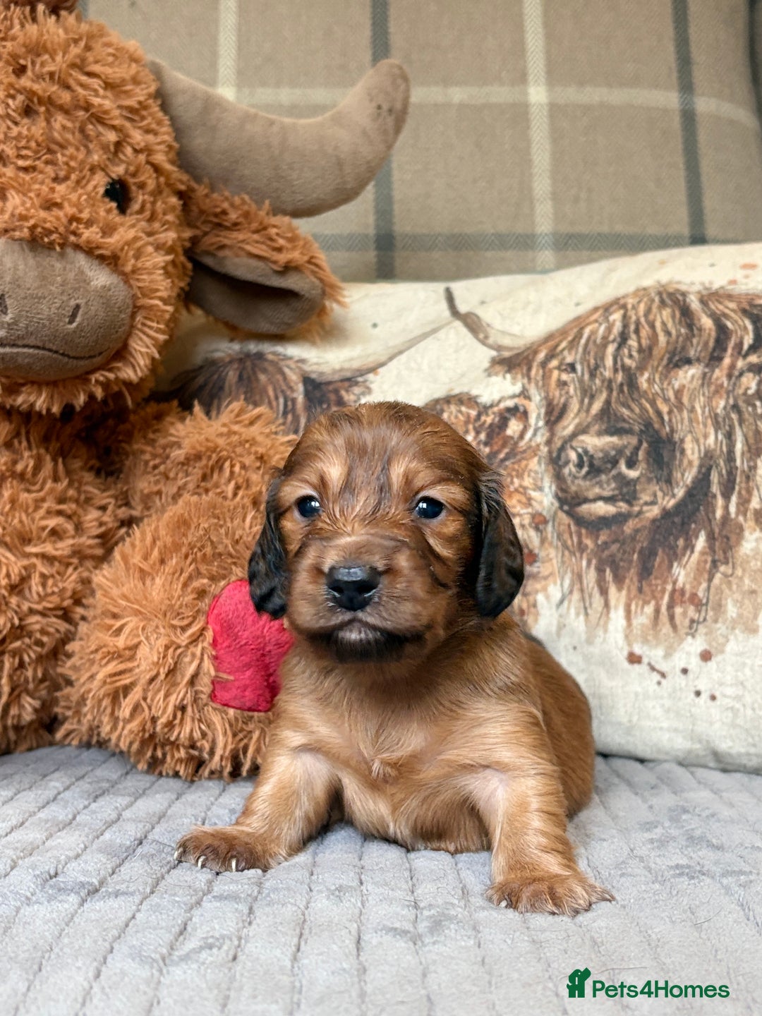 Miniature Dachshund dogs for sale: KC LONG HAIRED MINIATURE DACHSHUNDS🤍 - Image 4
