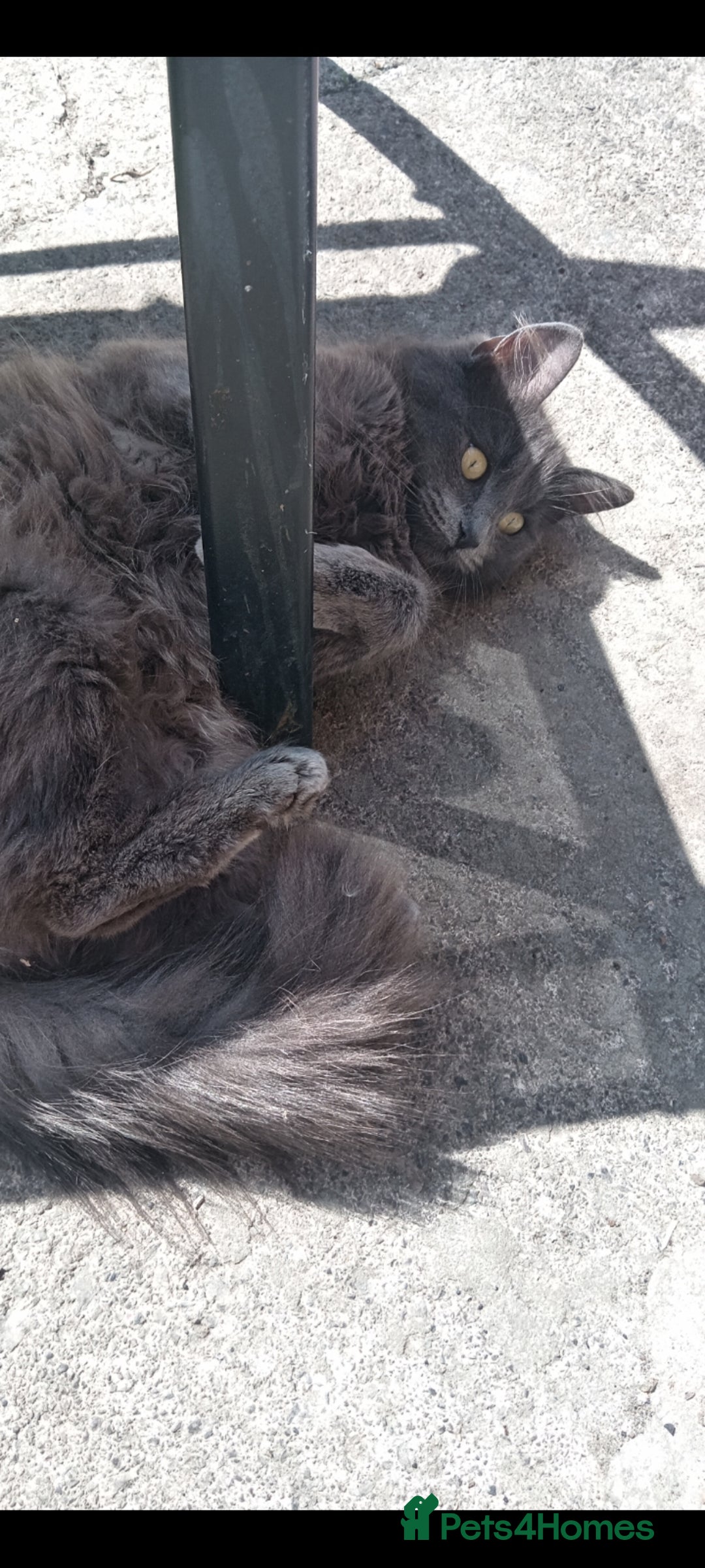 Maine Coon cats for sale: 2 year old female cat  - Image 1