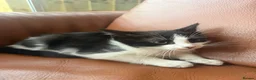 Mixed Breed cats for sale: Mixed litter  in Enfield - Advert 3