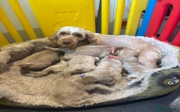 Cockapoo dogs for sale: Beautiful f1b cockapoo puppys  - Image 11