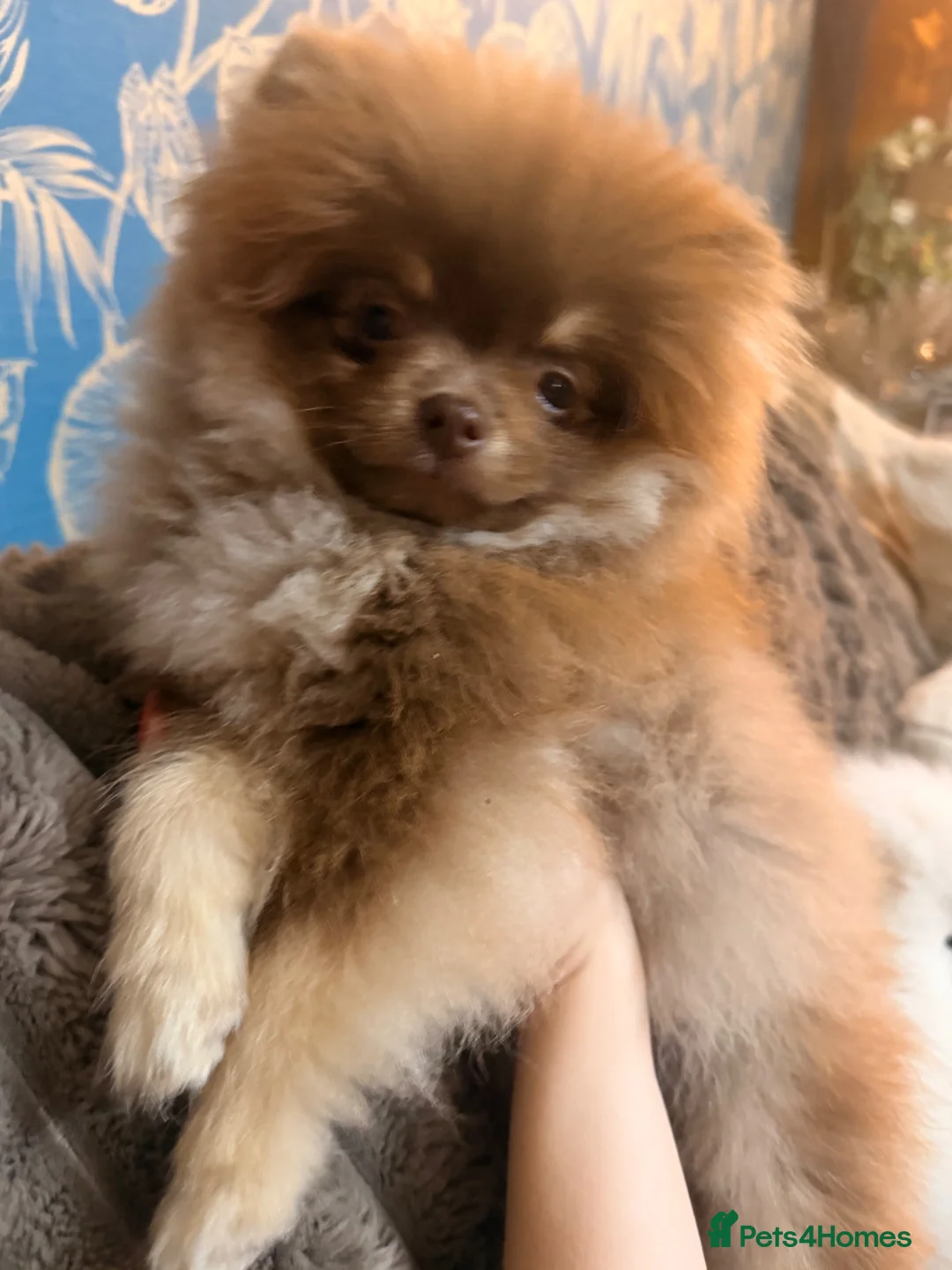Pomeranian dogs for sale: Stunning chocolate and Tan Male Pomeranian  - Advert 1