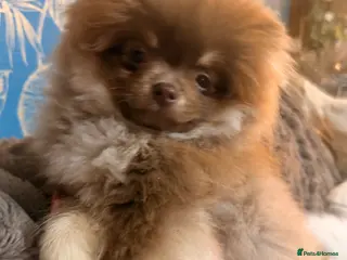 Pomeranian dogs Reduced Stunning chocolate & Tan Male Pomeranian - Advert 1