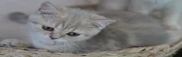 Munchkin cats for sale: ⚜️Rare munchkins⚜️ - Advert 12