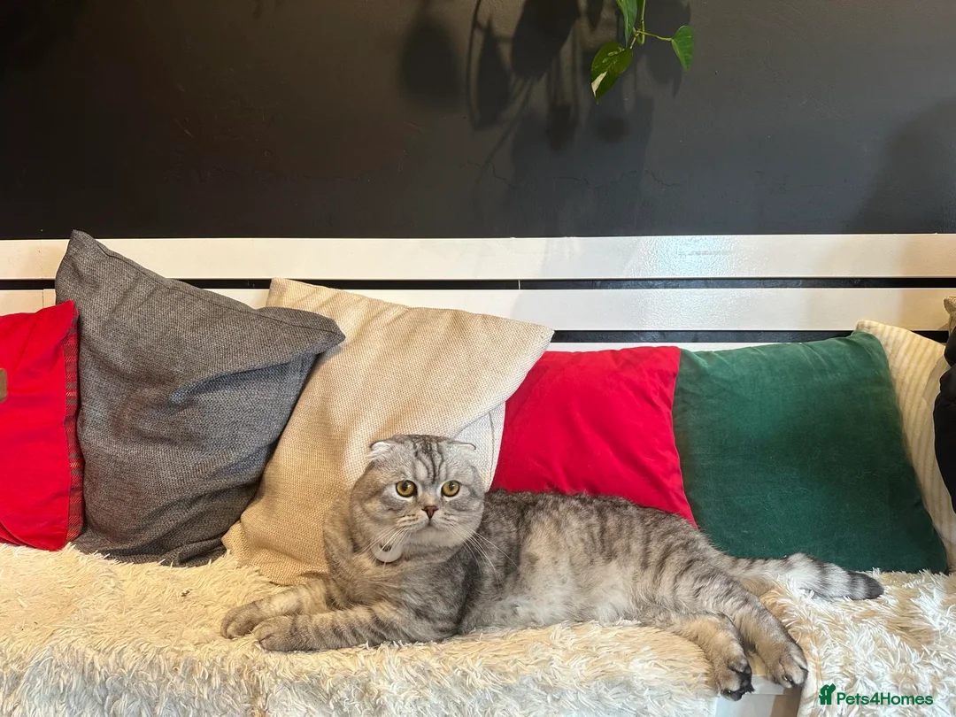 Scottish Fold cats for sale: Two adorable Scottish fold and straight kittens - Advert 15