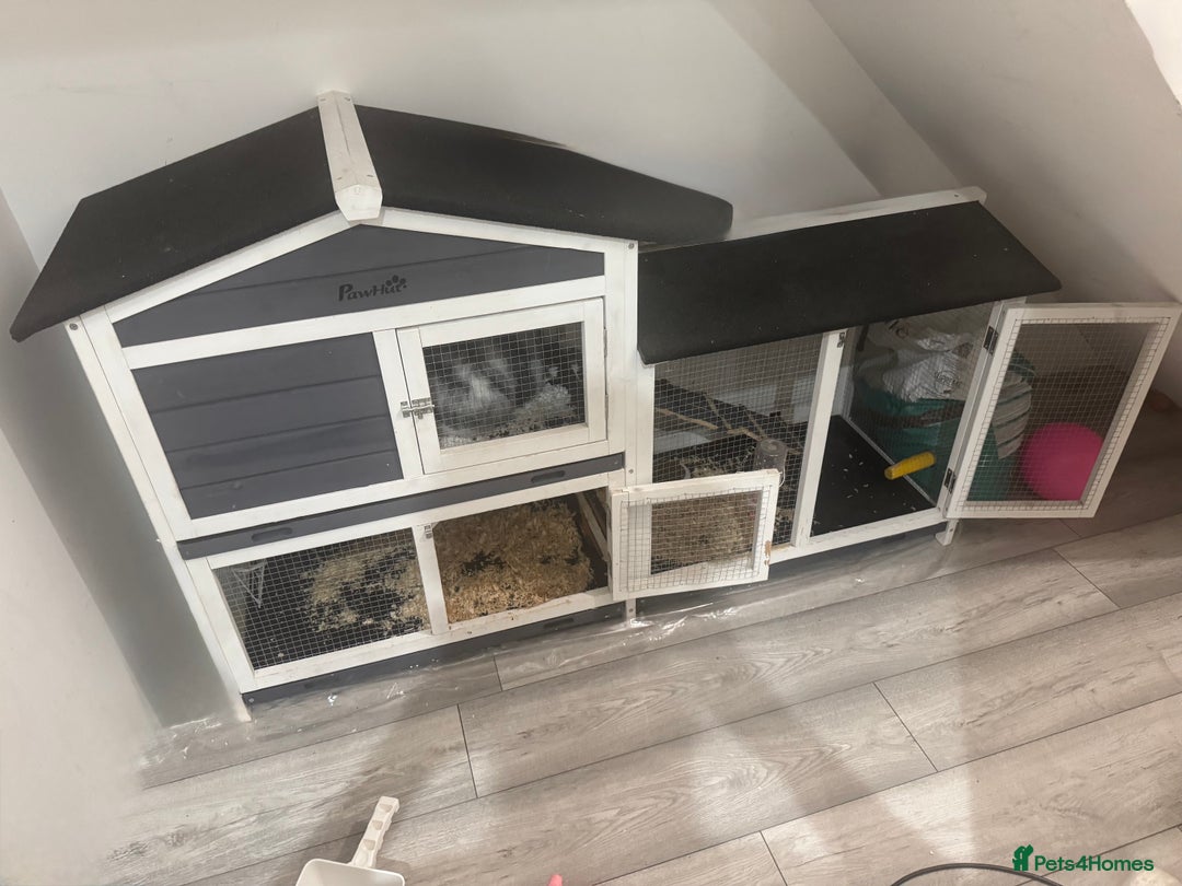 Dwarf Lop rabbits for sale: Free to good home.  Rabbit and hutch - Advert 6