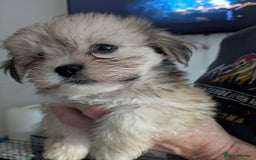 Lhasa Apso dogs for sale: Lhasa apso puppies  - Image 6