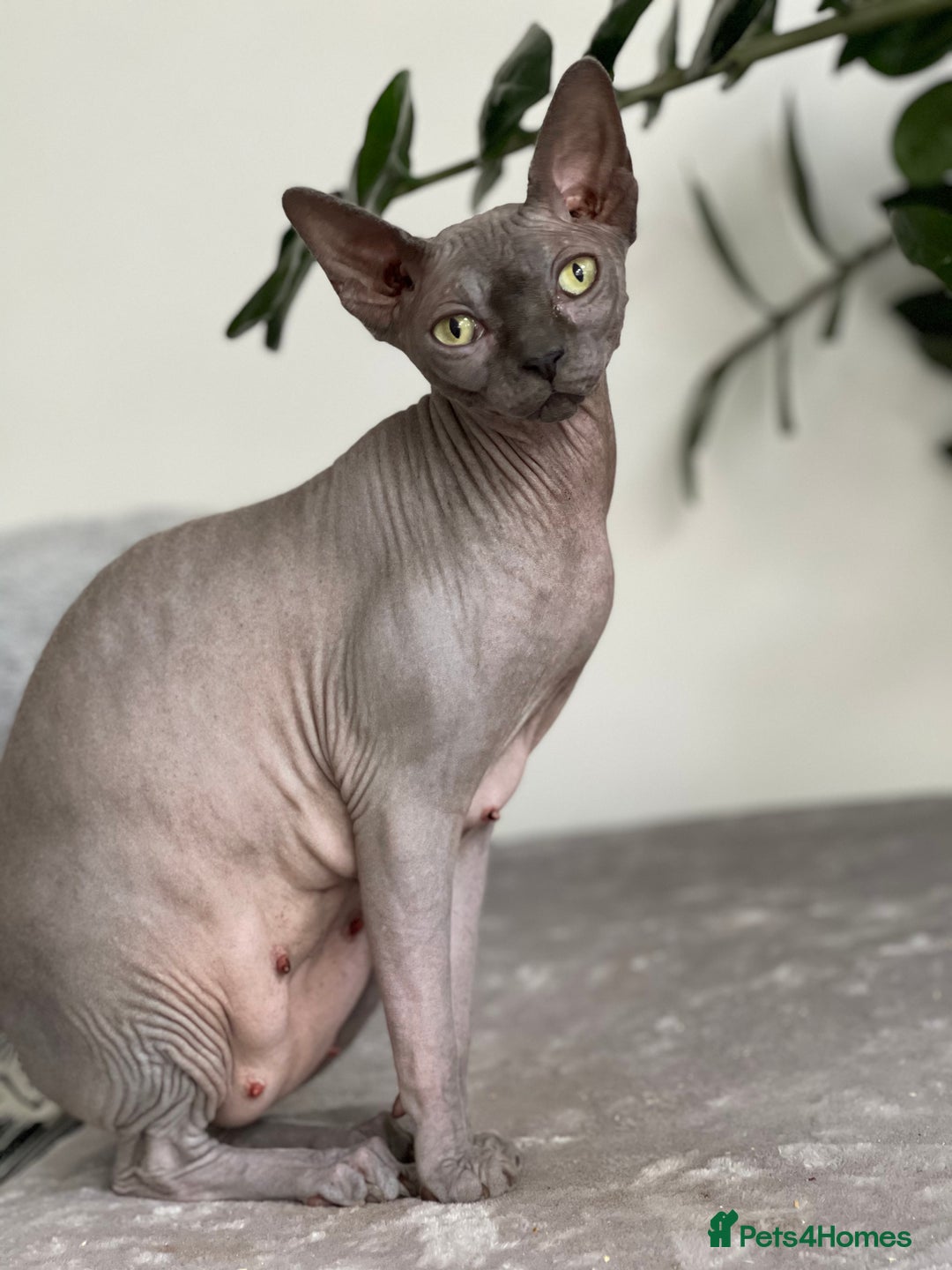 Sphynx cats for sale: Beautiful Canadian sphynx queen  - Advert 4