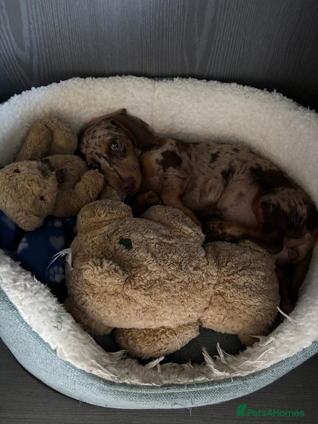 Miniature Dachshund dogs for sale: Stunning 6 months female dapple puppy - Image 5