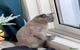British Shorthair cats for sale: British Shorthair Rehoming - Image 3