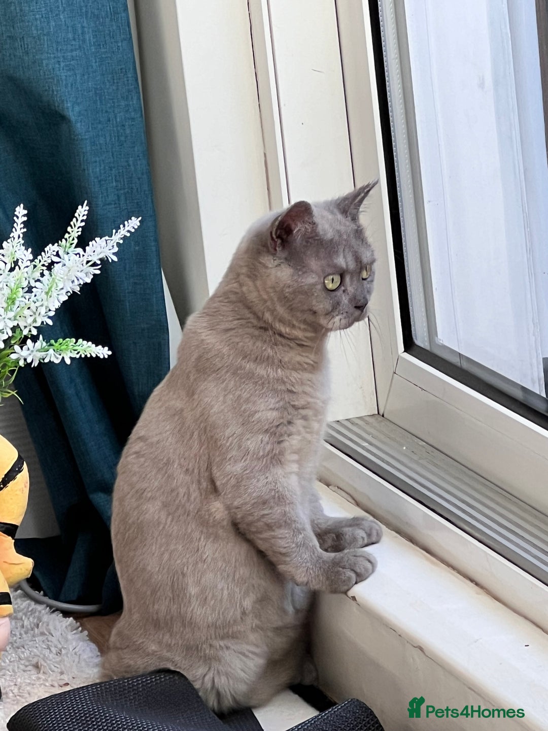 British Shorthair cats for sale: British Shorthair Rehoming - Image 3