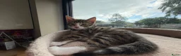 Mixed Breed cats for sale: Mixed breed with bengal in Eastleigh - Advert 18
