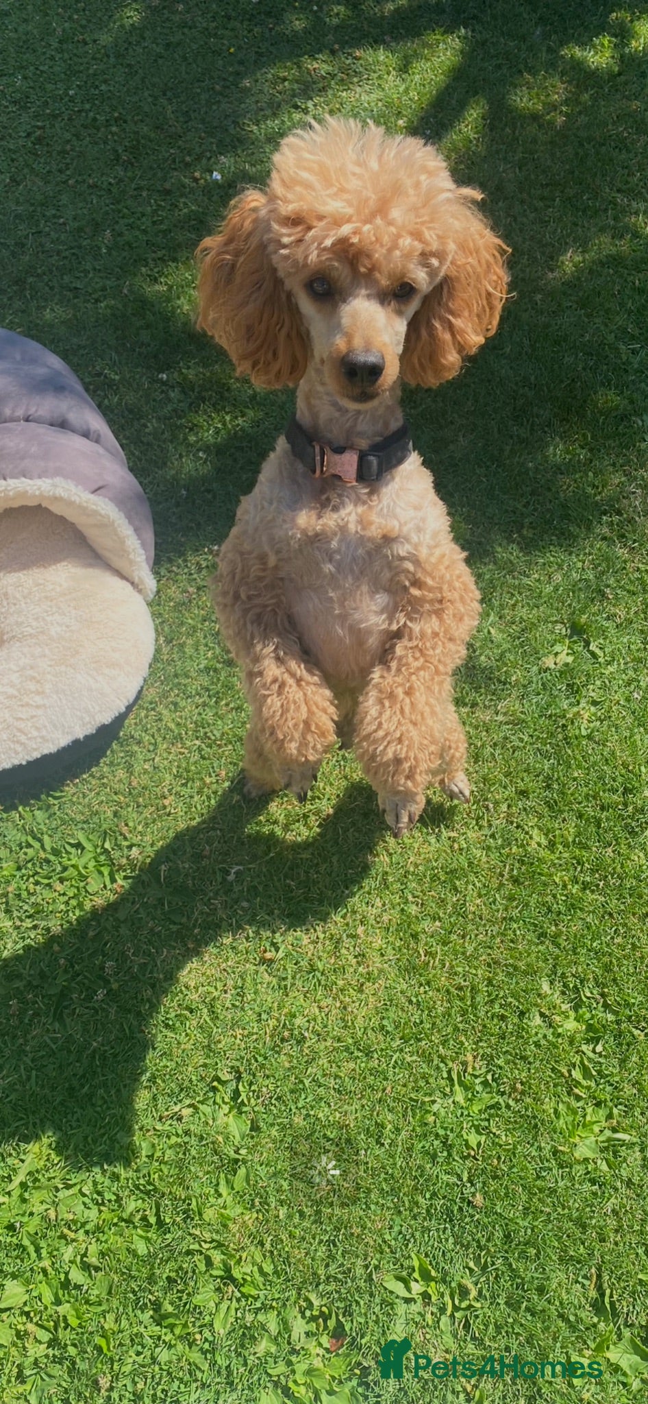 Miniature Poodle dogs Miniature poodle  - Advert 1