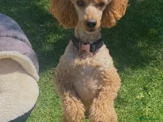 Miniature Poodle dogs Miniature poodle - Advert 2