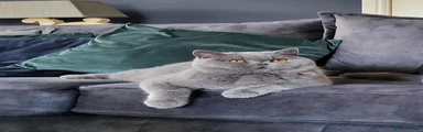 British Shorthair 1
