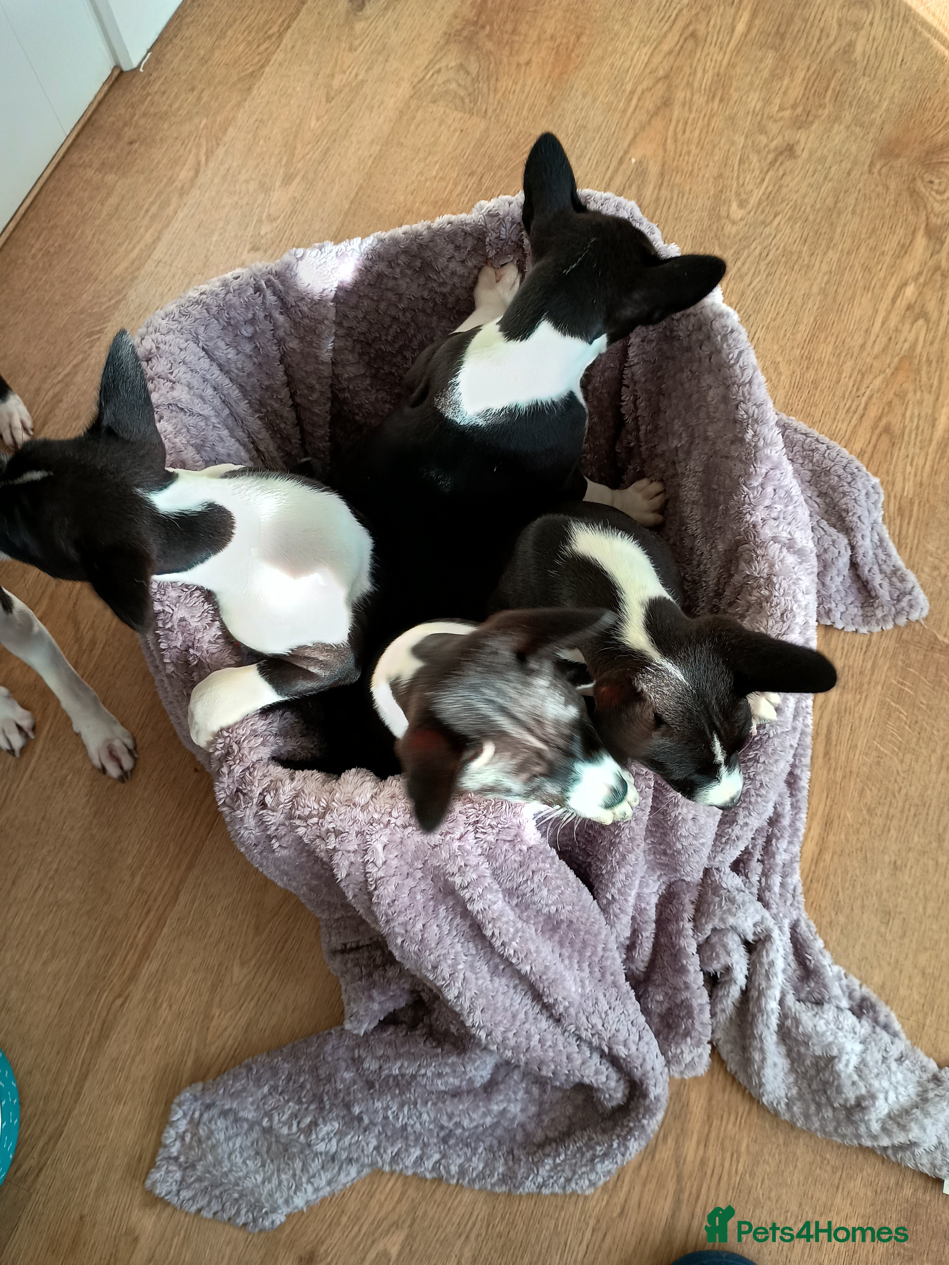 Basenji dogs Top quality lines of Basenji pups. Ready now. - Advert 1