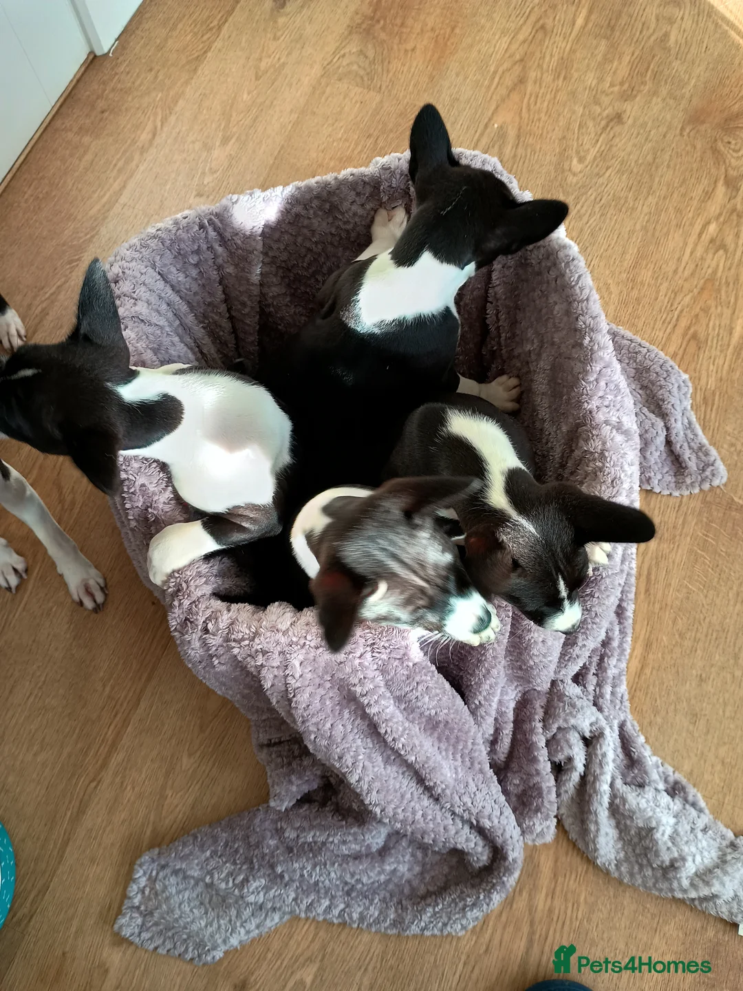Basenji dogs for sale: Top quality lines pedigree Basenji pups.Ready now. - Advert 7