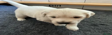 Golden Retriever 2