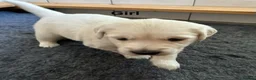 Golden Retriever dogs for sale: Golden retriever puppies looking for loving homes  - Advert 9