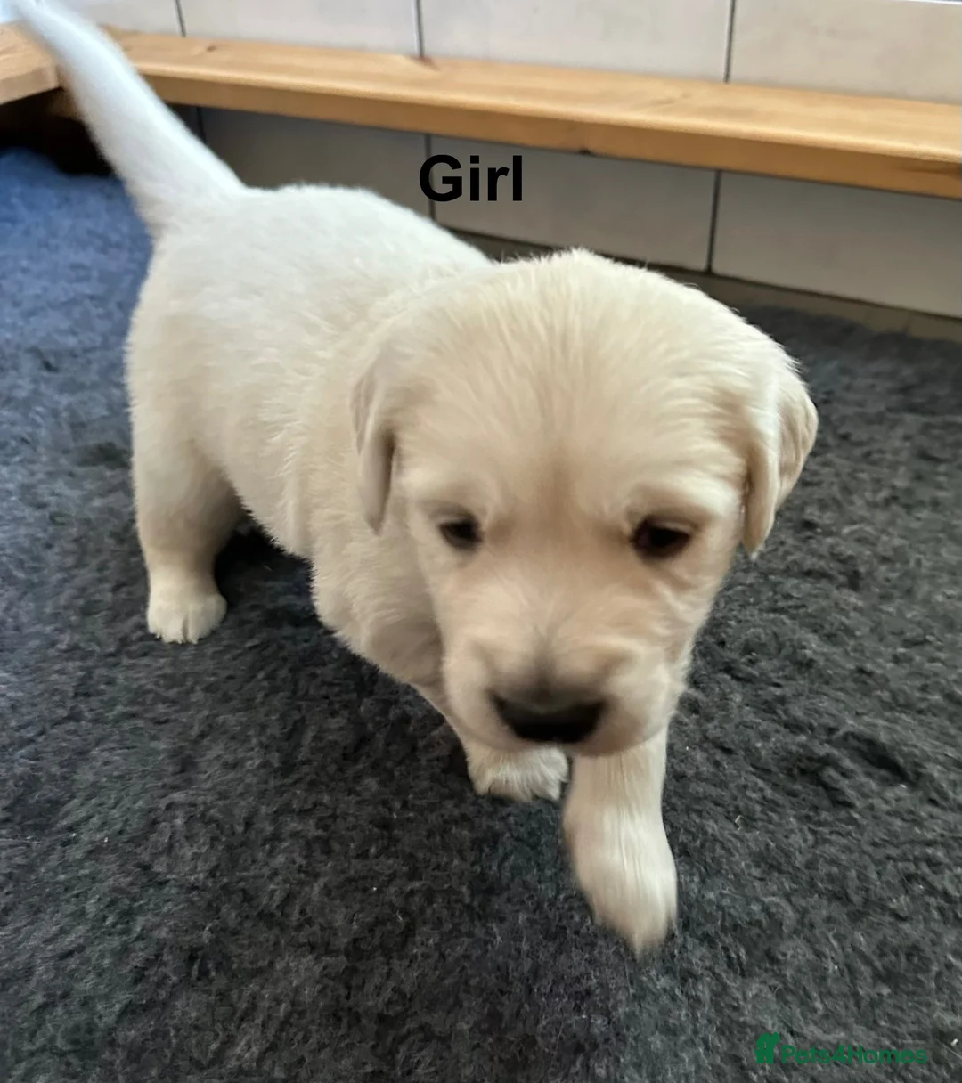 Golden Retriever dogs for sale: Golden retriever puppies looking for loving homes  - Advert 9