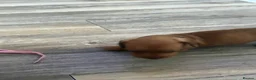Miniature Dachshund dogs for sale: 3 beautiful little boys looking for new homes - Advert 16