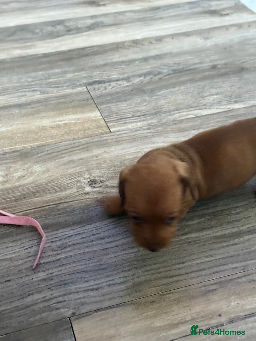 Miniature Dachshund dogs for sale: 3 beautiful little boys looking for new homes - Advert 16