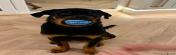 Rottweiler dogs for sale: 6month old Rottweiler puppy  - Advert 3