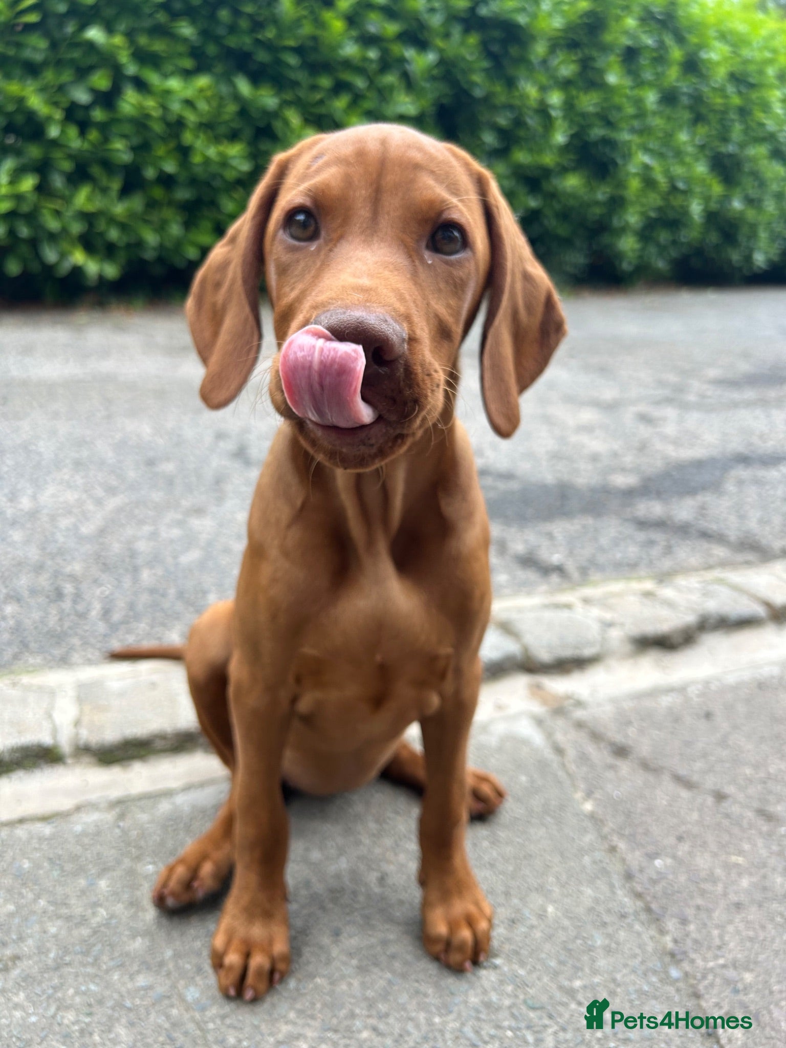Hungarian Vizsla dogs KC Hungarian Vizsla puppies  - Advert 1
