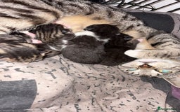 Mixed Breed cats for sale: Kittens  - Image 1