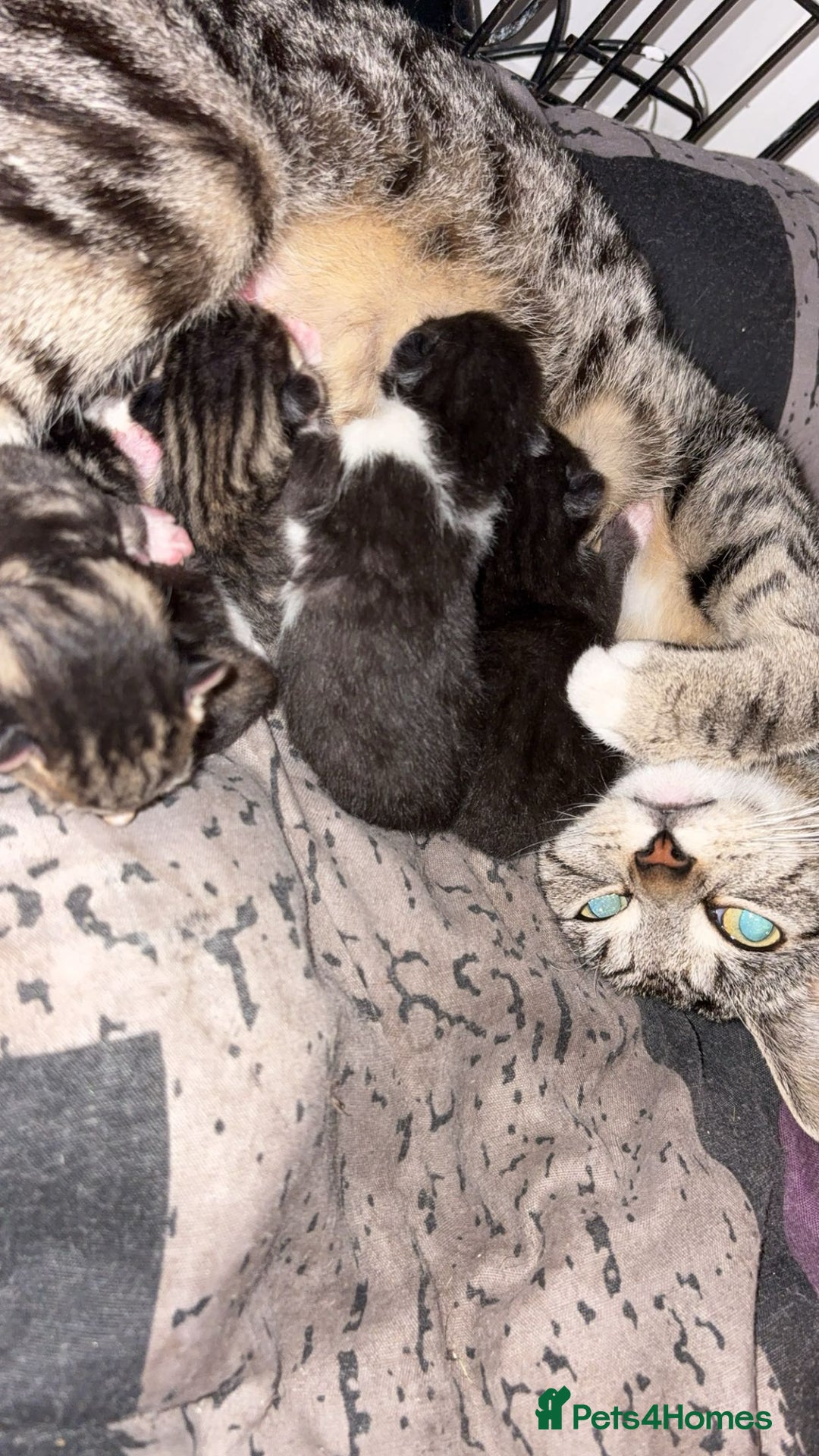 Mixed Breed cats for sale: Kittens  - Image 1