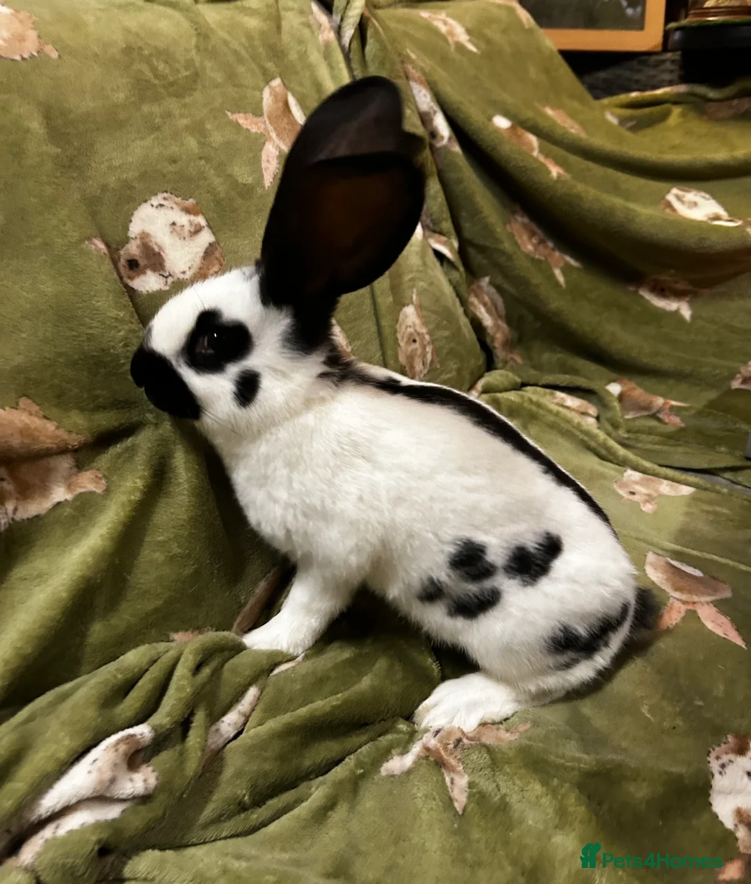 Continental Giant rabbits for sale: Gorgeous Giant Papillon Babies  - Advert 5