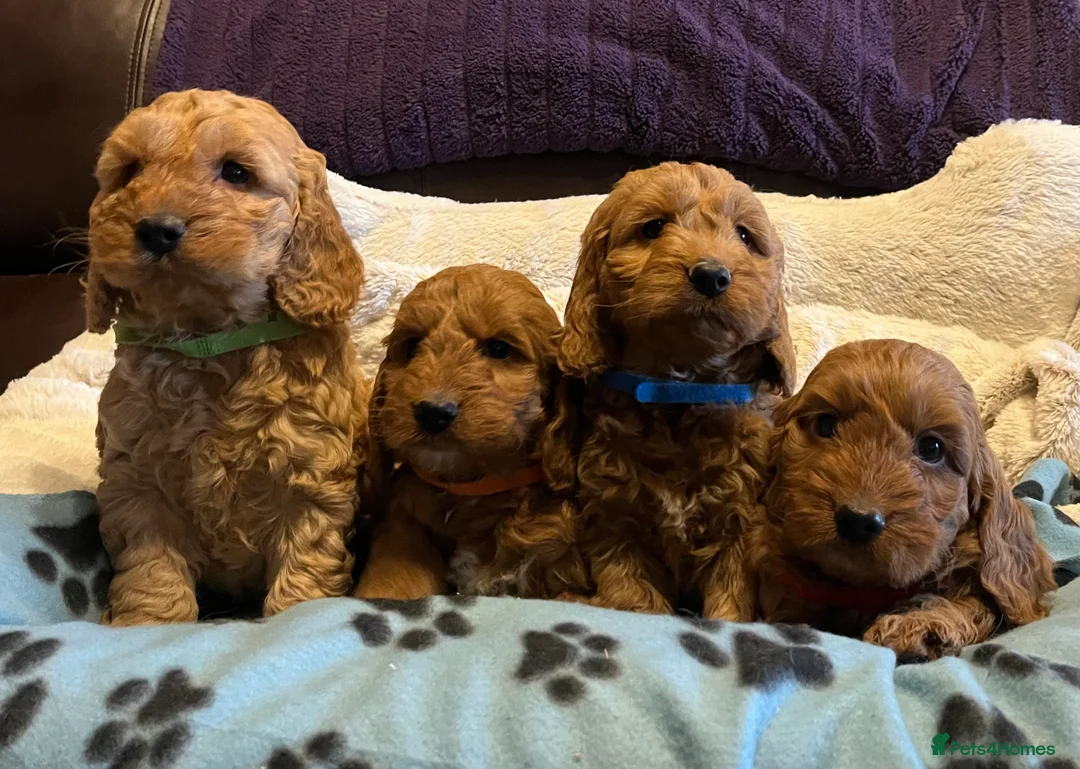 Cockapoo dogs for sale: Stunning cockapoo puppies  - Advert 1