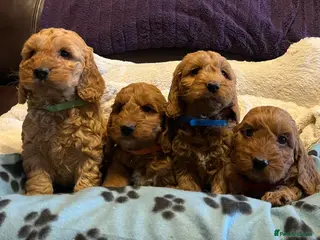 Cockapoo dogs Stunning cockapoo puppies - Advert 1