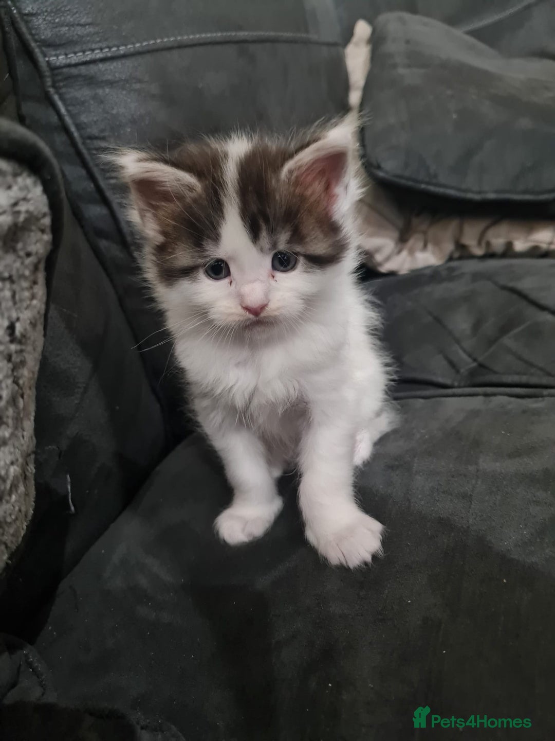 Maine Coon cats for sale: 2 male maincoons for sale  - Advert 1