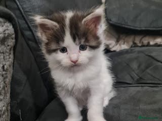 Maine Coon cats 2 male maincoons for sale - Advert 2