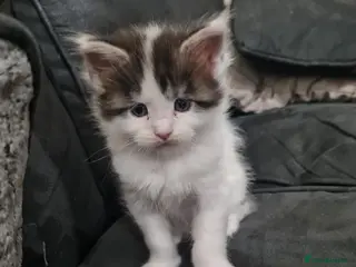 Maine Coon cats 2 male maincoons for sale - Advert 6