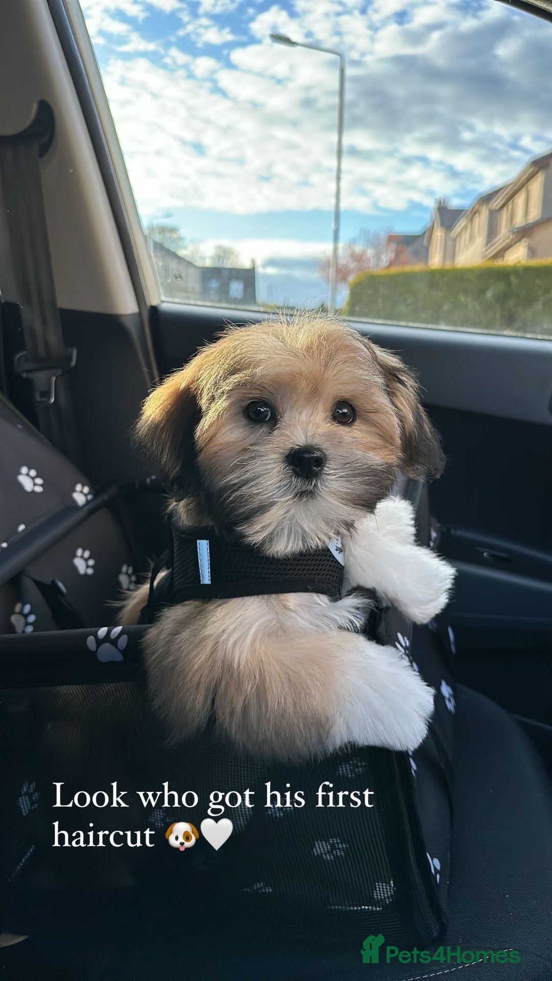 Lhasa Apso dogs for stud: KC Registered Lhasa Apso Stud - Advert 20