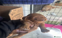Cavapoo dogs for sale: 7 gorgeous F1b Cavapoo Puppies (4 girls & 3 boys)  - Image 8